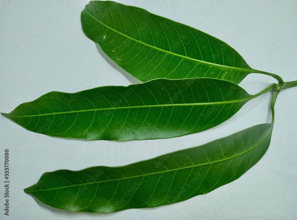 Fototapeta premium Mango Leaves Stock Photos