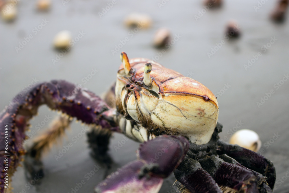 Mangrove crab (Ucides cordatus) known as 