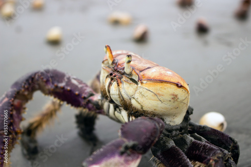 Mangrove crab (Ucides cordatus) known as "caraguejo uçá" walking on the beach with seashells