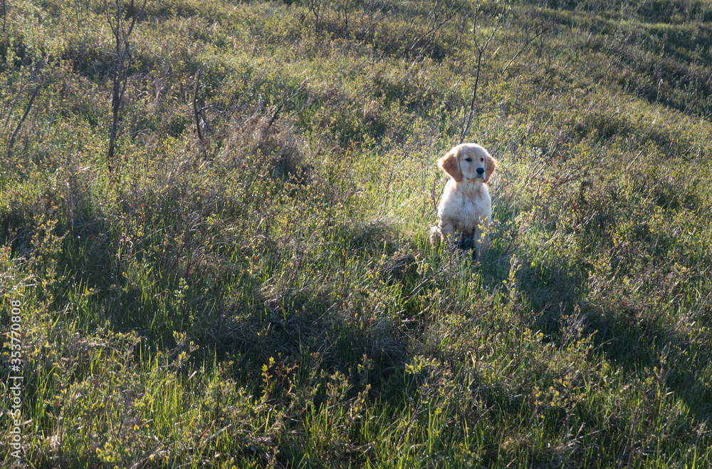 golden retriever puppy in the field
