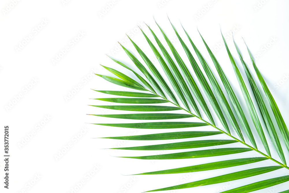 Obraz premium Palm leaf isolated on white background with clipping path. Summer background concept.