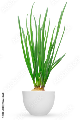  Onion with green leaves in pot isolated on white background