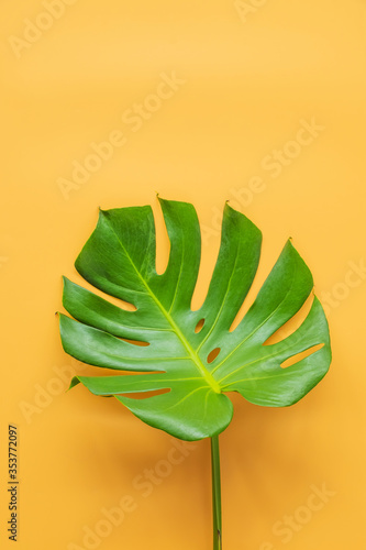 Monstera leafs lay on orange background. Summer background concept.
