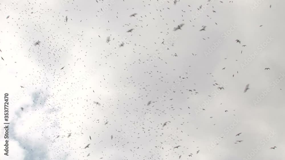 Seagulls flying over a landfill site with trucks birds flying Seagulls flying over a landfill site with trucks birds flying