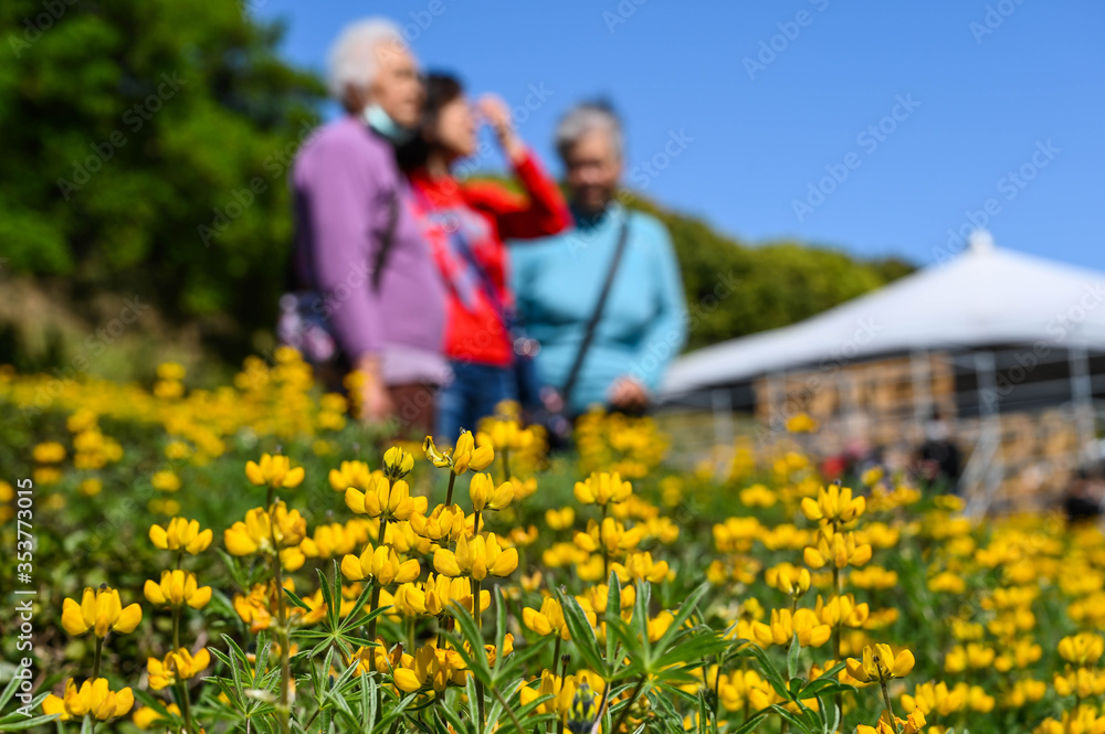 Fototapeta premium Taoyuan, Taiwan - FEB 23, 2020: Many people are watching the perennial lupine flower season.