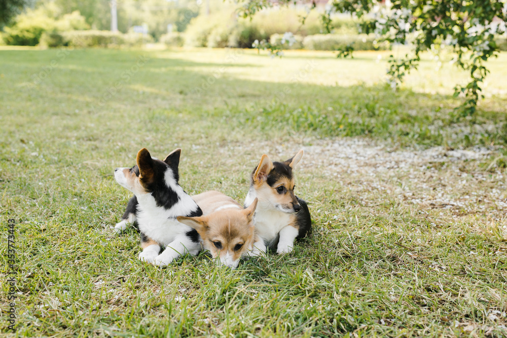 Corgi puppies in a Sunny sunset on a green background Corgi puppies in a Sunny sunset on a green background