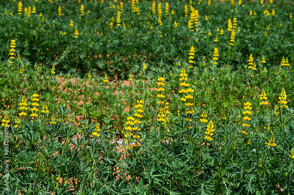 Obraz premium Yellow perennial lupine in the garden.