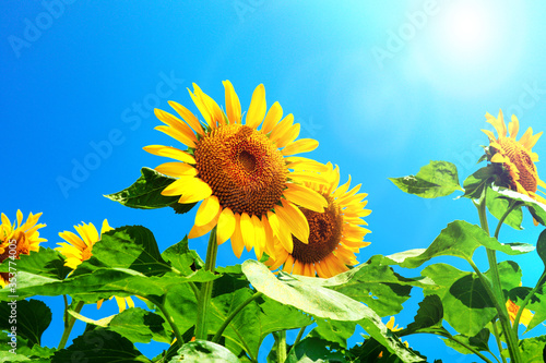 sunflower_2631