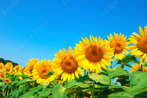 sunflower_2633