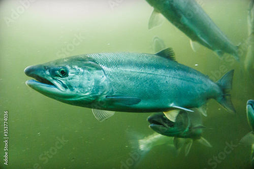 Konstfotografi Salmon Swimming in Green Water