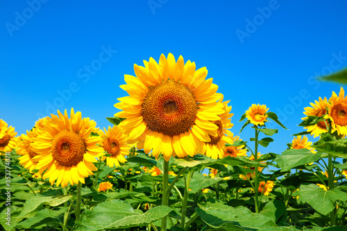 sunflower_2638