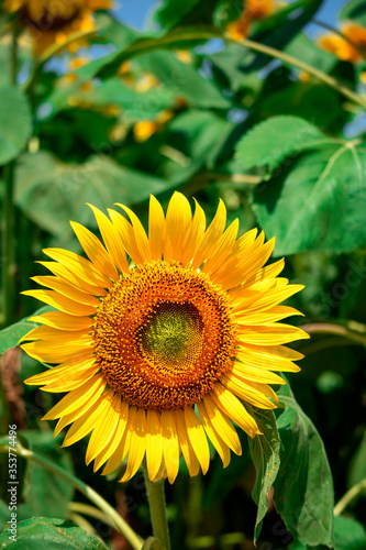 sunflower_2792