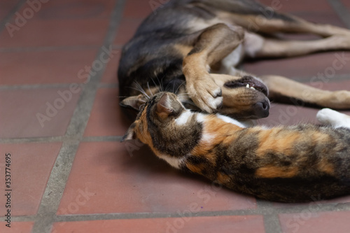 cat and dog playing on the floor