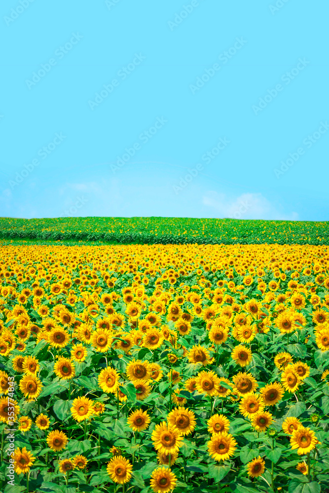 sunflower_2801