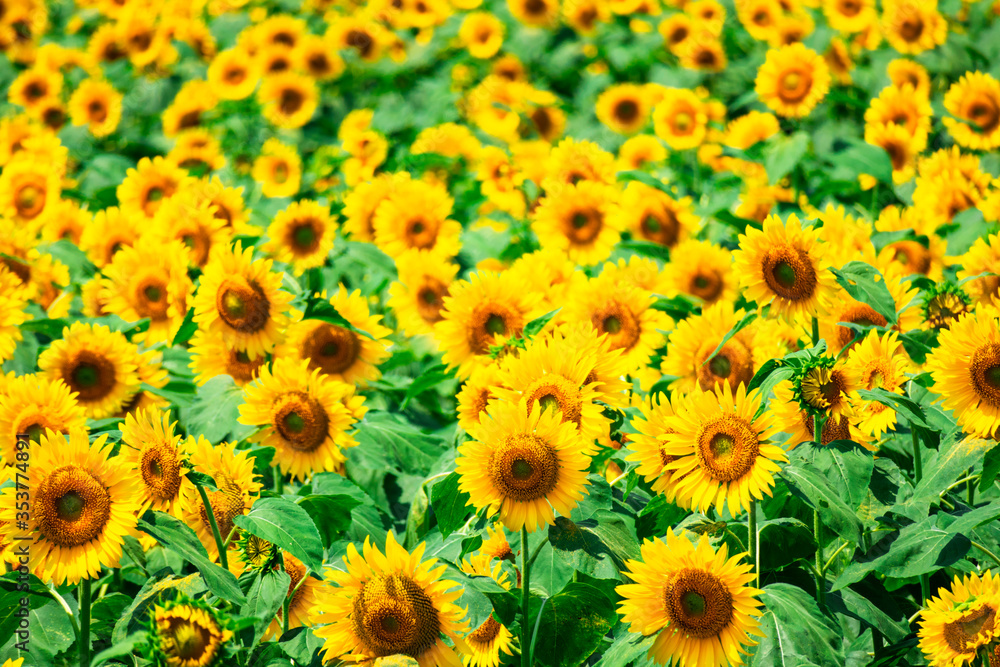 Fototapeta premium sunflower_2808