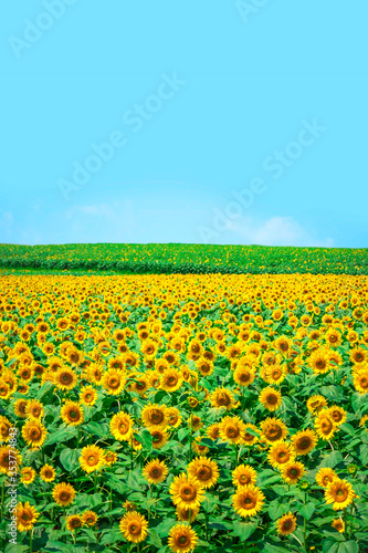 sunflower_2801