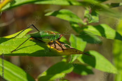 Grasshopper hiding in the grass. © Dionnisios X.