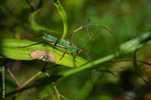 Grasshopper hiding in the grass.