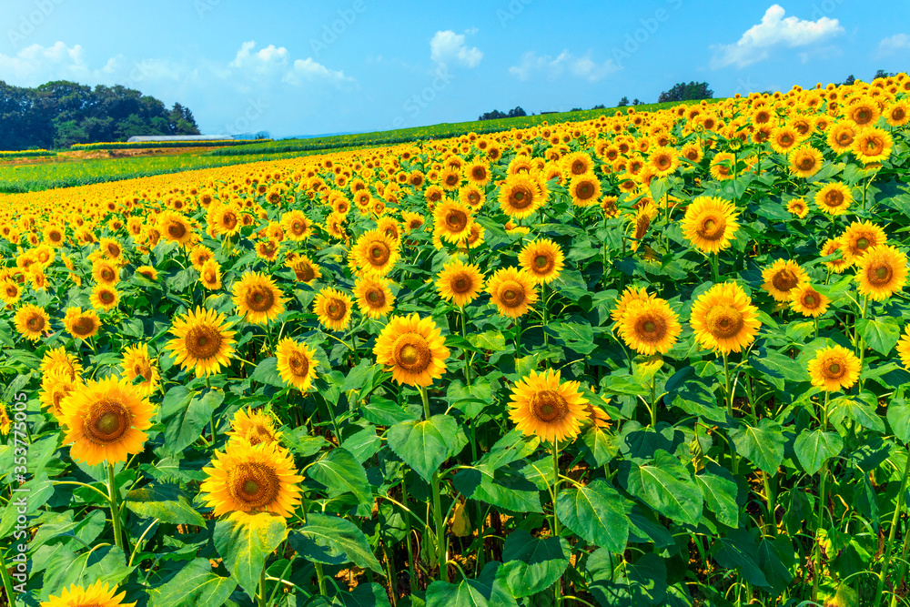 sunflower_2859