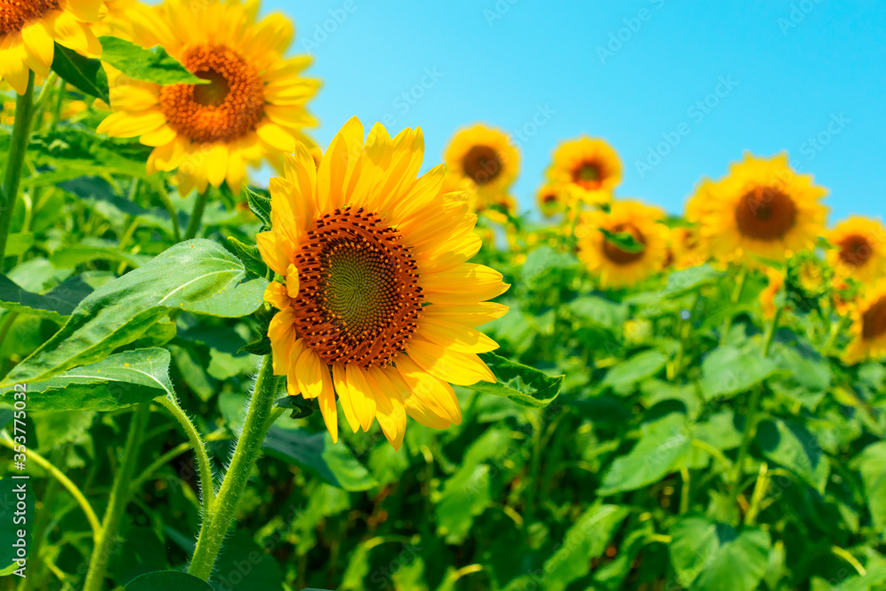 sunflower_2869