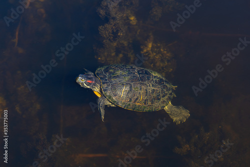 Turtle in a lake.