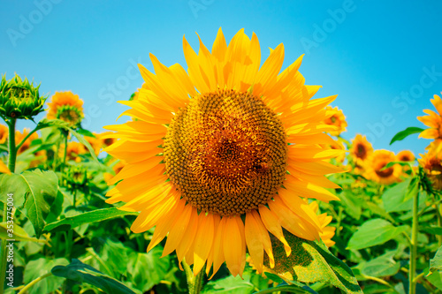 sunflower_2857