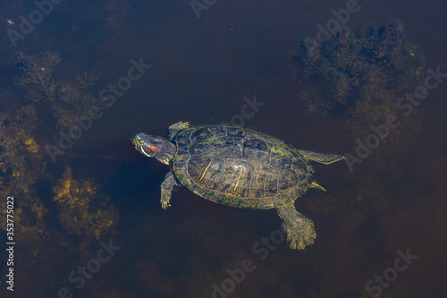 Turtle in a lake.