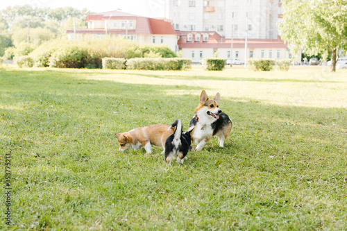 puppies and adult Corgi dogs on the green in the sunset play
