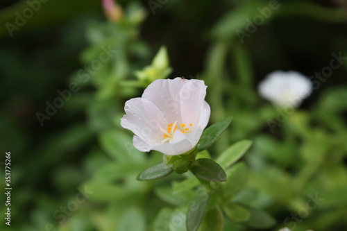 white flower with green leaves © krishna