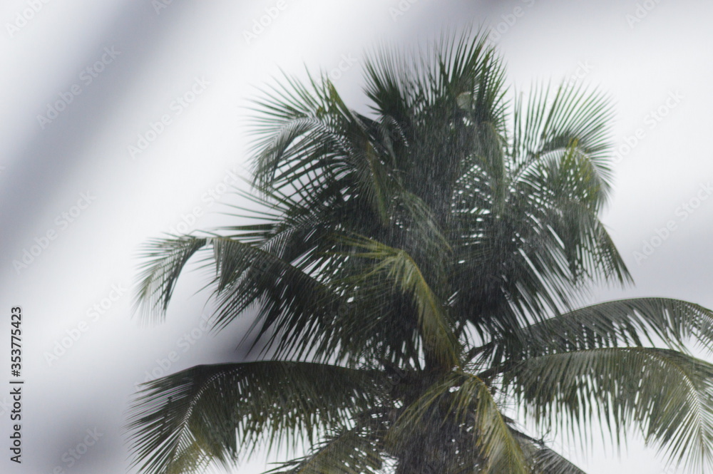 palm tree and and the sky view on raining 