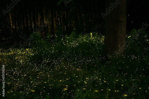 Firefly in Japan © kwsn