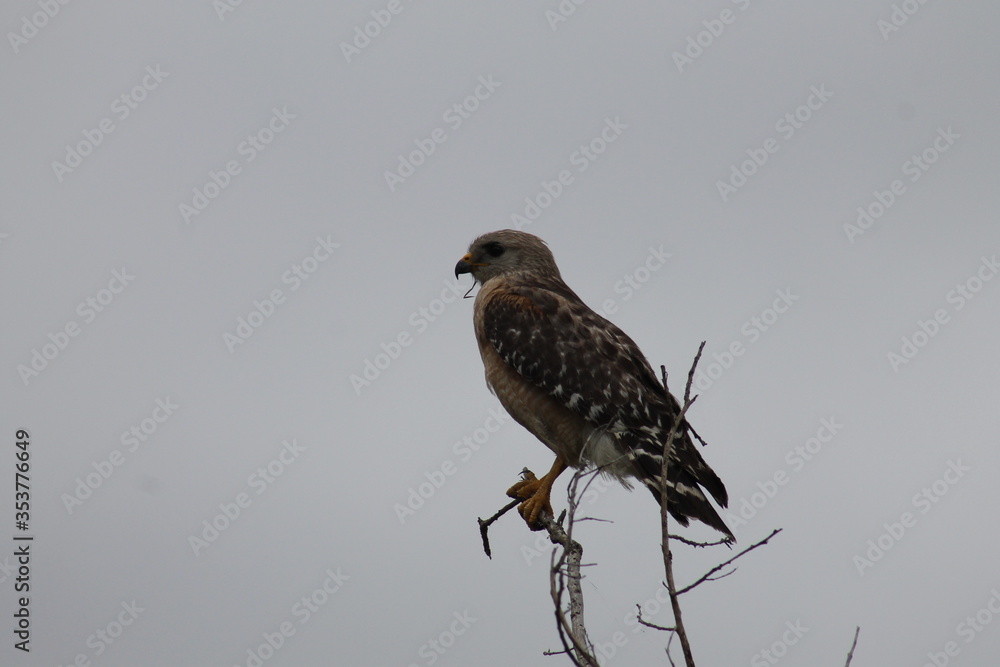 red tailed hawk red tailed hawk