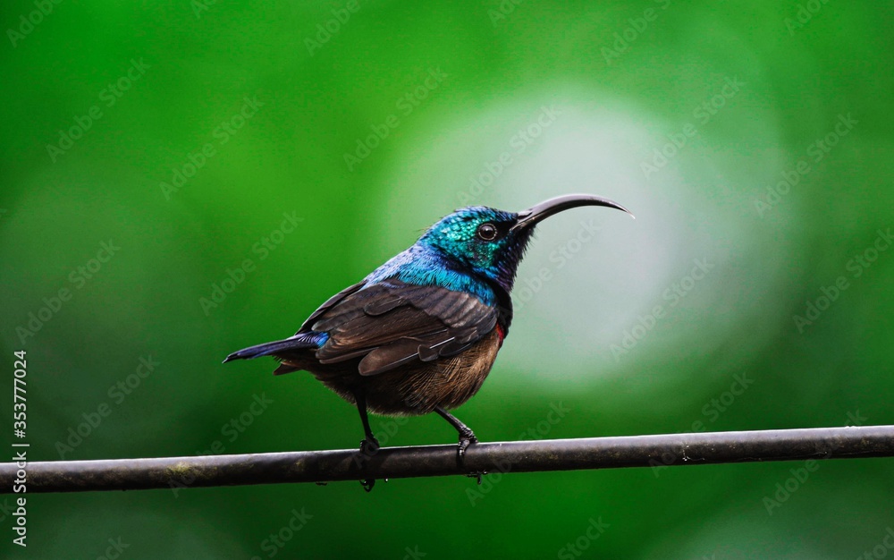 Fototapeta premium lilac breasted roller