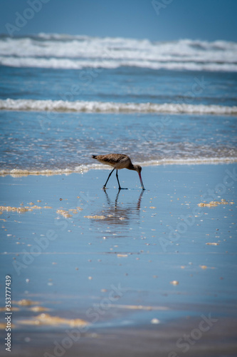 Las aves del mar