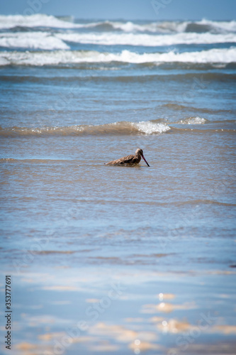 Las aves del mar