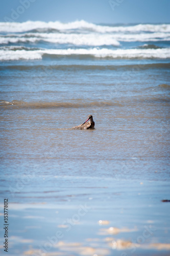Las aves del mar