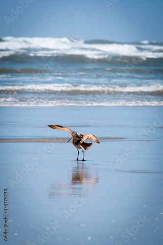 Las aves del mar