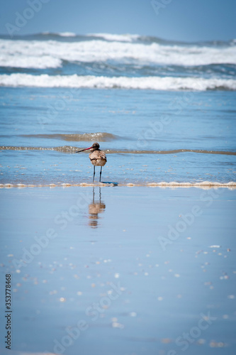 Las aves del mar