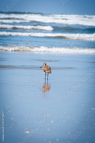 Las aves del mar