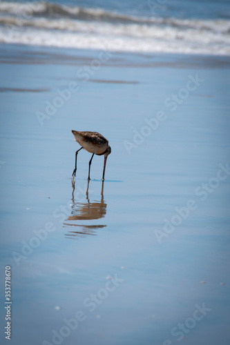 Las aves del mar