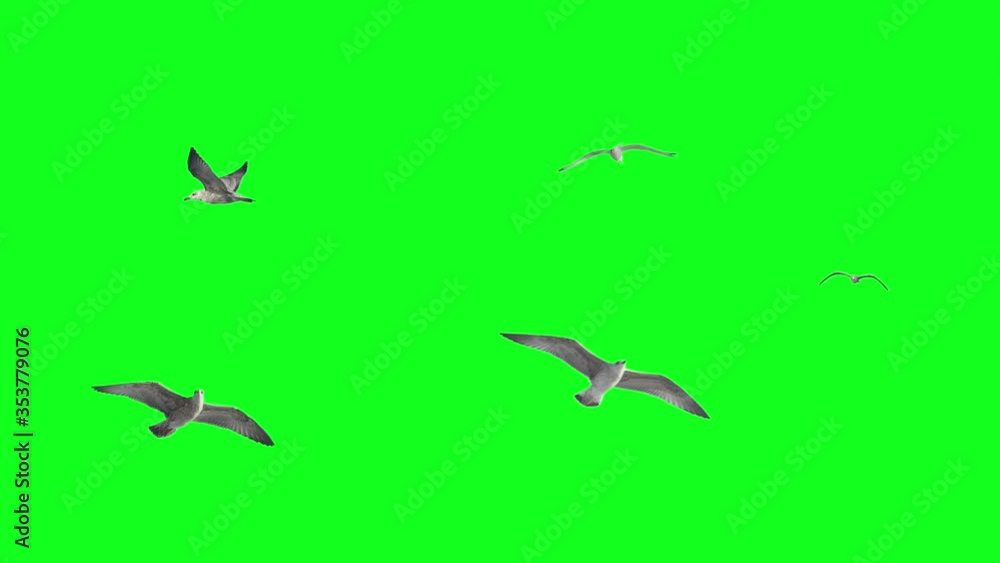 Stabilized flying birds on green screen. Ready to be animated as you wish. Stabilized flying birds on green screen. Ready to be animated as you wish.