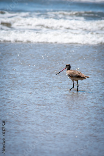 Las aves del mar