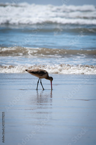 Las aves del mar