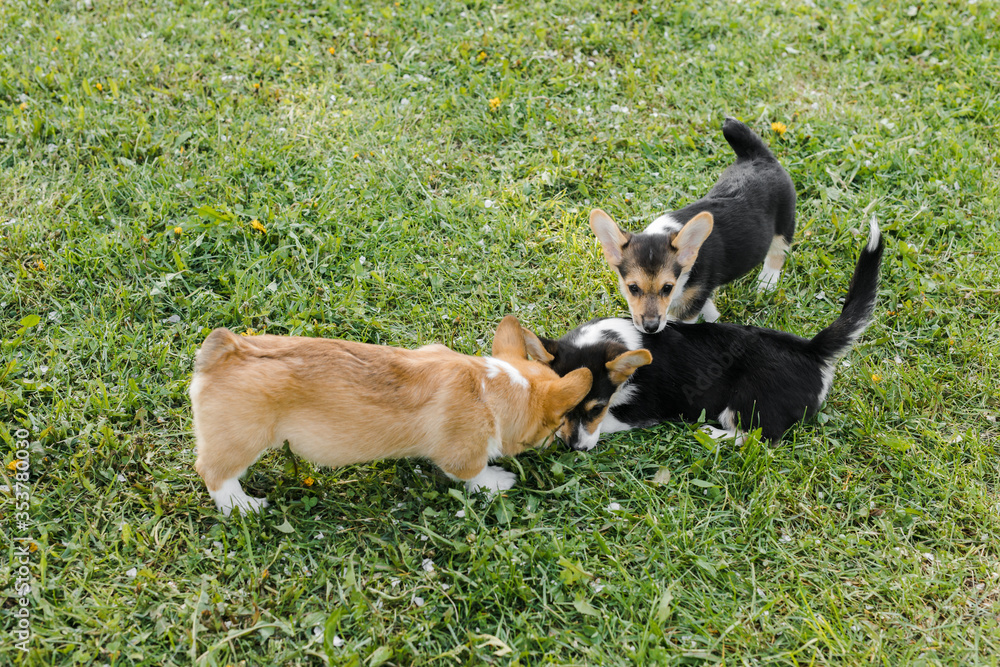 Corgi puppies in a Sunny sunset on a green background Corgi puppies in a Sunny sunset on a green background