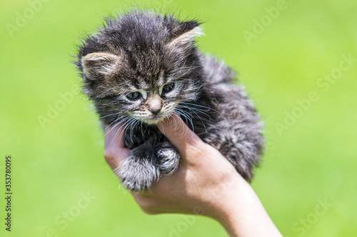 Little kitten in female hands