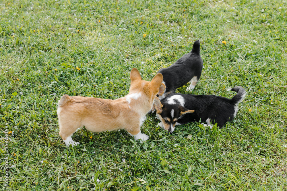 Corgi puppies in a Sunny sunset on a green background Corgi puppies in a Sunny sunset on a green background