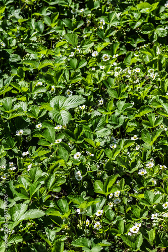 Flowering garden strawberries in the backyard close-up.