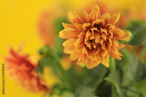 Dahlias flowers. Orange mini dahlias on a yellow blurred background.Bright floral summer   background in warm colors.