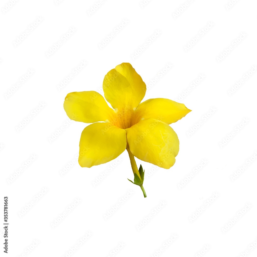Close-up of Allamanda catharthica flower , yellow trumpetvine , golden trumpet  flower isolated on white background .