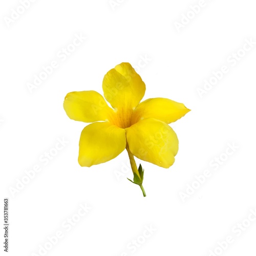 Close-up of Allamanda catharthica flower , yellow trumpetvine , golden trumpet flower isolated on white background .